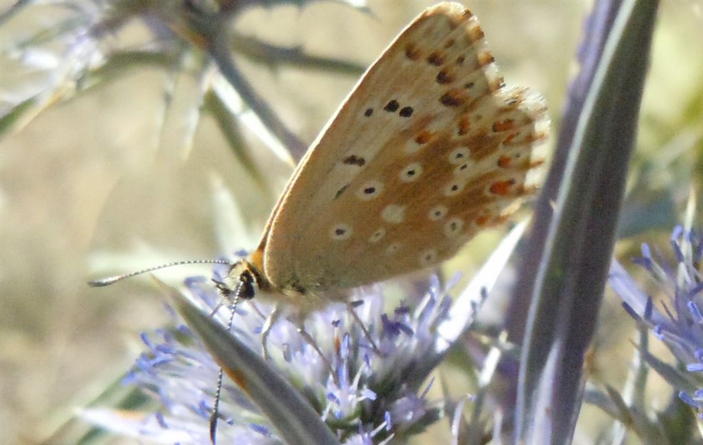 Ancora Polyommatus coridon? - Si